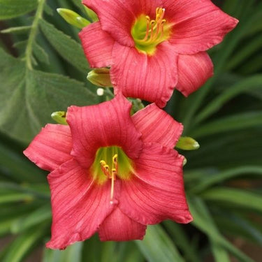 Daylily 'Little Business' (Hemerocallis), o